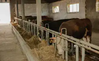 Рост агропромышленности в регионе: поддержка 232 хозяйств и увеличение поголовья скота