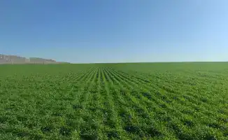 Стратегия развития агропромышленного комплекса ВКО