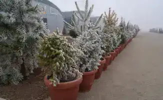 Создание современного питомника в Туркестанской области: новые рабочие места и увеличение зеленых насаждений