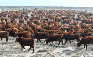 Увеличение поголовья племенного крупного рогатого скота в Сузакском районе: влияние на местное животноводство и экономику