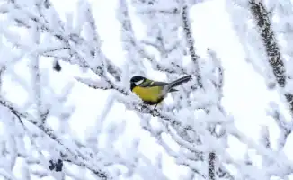 Казахстан столкнется с 38-градусными морозами: синоптики предупреждают о резком похолодании