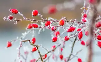 Синоптики Казгидромета прогнозируют возвращение 38-градусных морозов в Казахстан 20-22 января