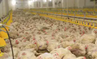 В Карагандинской области открыт новый птичник с климат-контролем для увеличения производства мяса