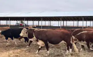 Запуск откормочной площадки на 5 тысяч голов КРС в области Абай: шаг к укреплению продовольственной безопасности региона