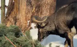 Алматинцы активно поддержали акцию по сбору новогодних елей для зоопарка