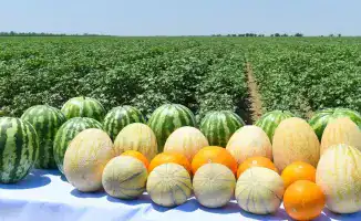 Туркестанская область лидирует по сельхозпродукции