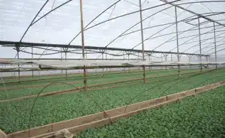 Посев ранних овощных культур в Туркестанской области: ожидания снижения цен на продукцию