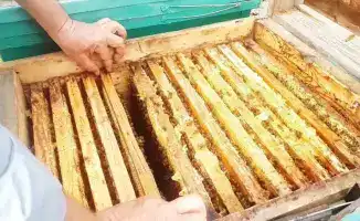 Нарушение правил транзита продукции пчеловодства: штрафы и важность соблюдения законодательства