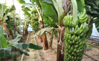 В Сарыагашском районе предприниматель успешно адаптирует сорт бананов «Кавендиш» к местным условиям, способствуя развитию сельского хозяйства региона.