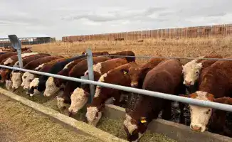 Создание Союза животноводов в Казахстане: новые возможности для фермеров и кооперации