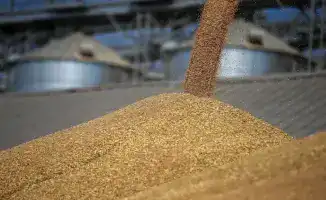 Зерно на вес золота: 25% прирост в 2025!