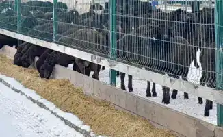 Рост мясной продуктивности едильбайской породы овец в Казахстане: последствия для аграрного сектора