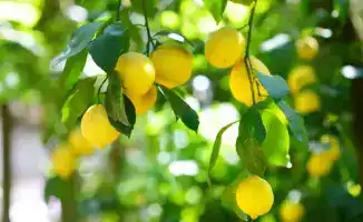 Новая теплица для лимонов в Енбекшиказахе