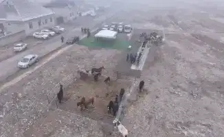 Чипирование животных в Туркестанской области для цифровизации ветеринарии