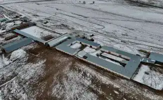 Ферма на 1200 коров: новый аграрный остров в сердце Алматинской области