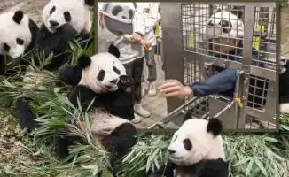 Японский зоопарк заменил панд на людей в костюмах, продолжая мероприятия