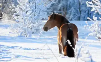 Погода в Казахстане: Морозы до -35 и сильные снегопады 22-24 января