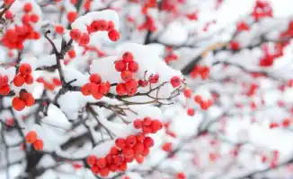 Сильные морозы ожидаются в Казахстане после снегопада