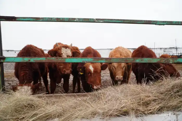 В Акмолинскую область поступило 4 300 голов КРС калмыцкой породы для мясного кластера с планами увеличения поголовья до 22,5 тыс. Павлодаре
