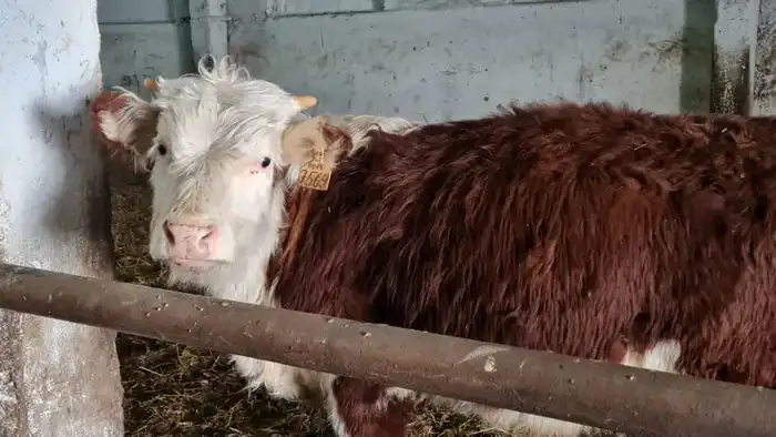 ТОО «ПЗ Балкашинский» Сандыктауского района укрепляет позиции одного из ведущих племенных хозяйств региона (3)