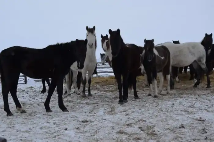 ТОО «Агро LAKE» планирует увеличить поголовье крупного рогатого скота до 650 голов к 2028 году Павлодаре