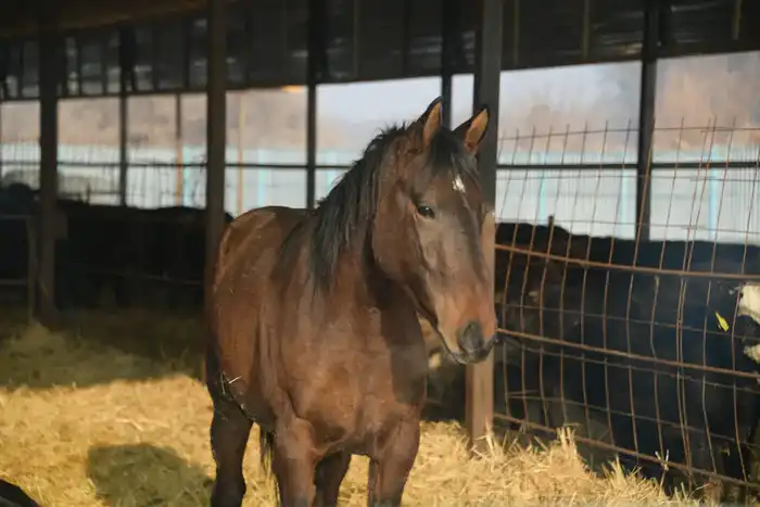 В Жетісу более трех тысяч хозяйств активно развивают животноводство Павлодаре