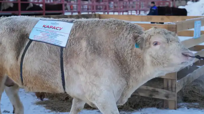 Семинар в Астане: сотрудничество науки и бизнеса для развития племенного животноводства в Казахстане Павлодаре