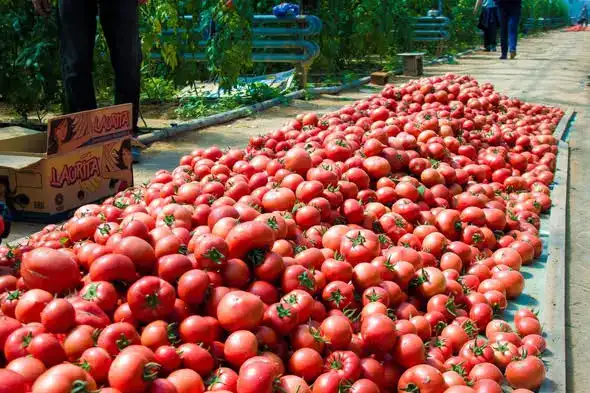 Мактааральский район увеличил производство сельхозпродукции до 85,7 млрд тенге, планируя дальнейший рост Павлодаре