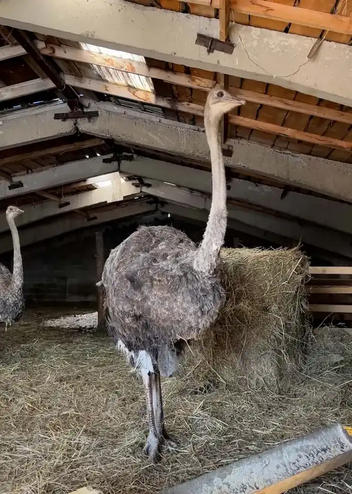 Фермер Есенбек Мурсалимов развивает страусоводство в Уланском районе Восточно-Казахстанской области Павлодаре