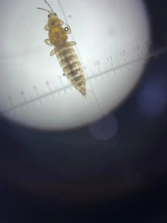 Западный цветочный трипс обнаружен в партии цветов из Эквадора (2)