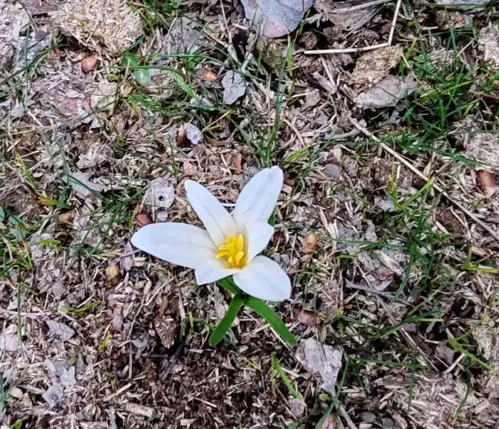 Возвращение птиц наурызек и цветение подснежников в Туркестанском регионе Павлодаре