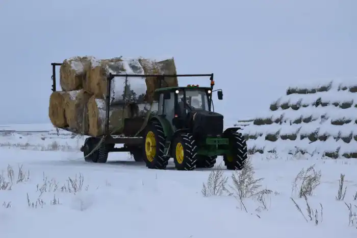 ТОО «Свободное» планирует увеличить поголовье КРС до 3 тысяч голов к 2028 году в Сандыктауском районе Павлодаре