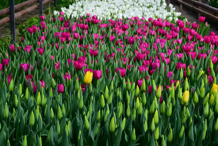 60 тысяч тюльпанов вырастила семья из Жетісу к 8 Марта (5)