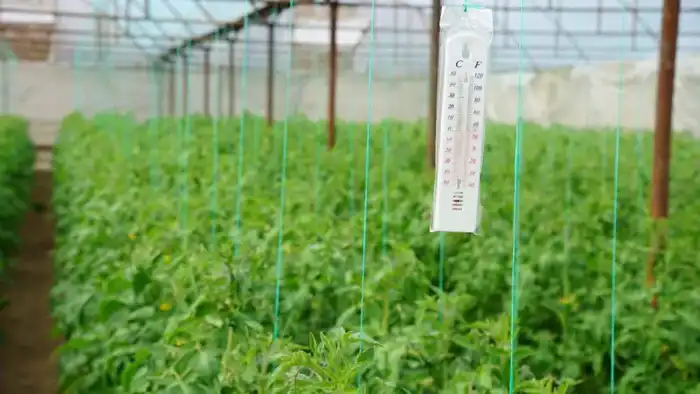 Культоган: пчелы помогают в теплицах Павлодаре