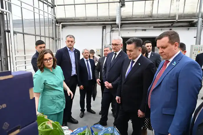 Аким ВКО Нурымбет Сактаганов на месте: теплица "Толмачёвский" в Барнауле демонстрирует технологии выращивания огурцов и салата Павлодаре