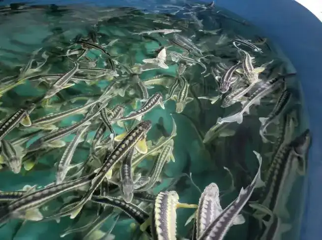 Внедрение информационной системы для аквакультуры с 2027 года: новый стандарт прозрачности в рыбной отрасли Павлодаре