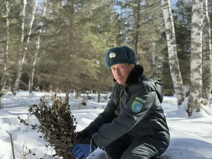 Зимняя поддержка дикой природы в Катон-Карагайском национальном парке Павлодаре