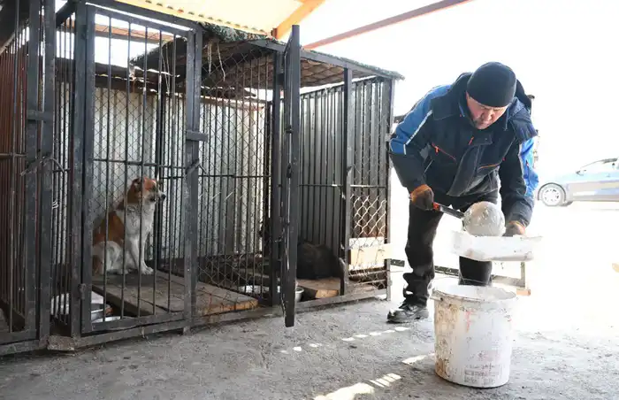 Как в Жетісу решают проблему бродячих животных (2)