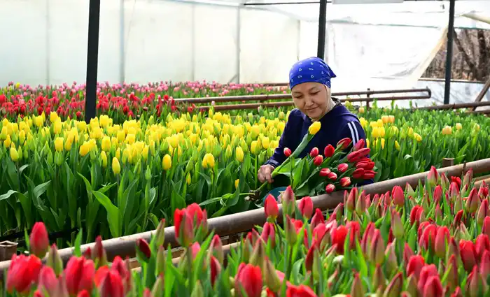 60 тысяч тюльпанов: семья из Жетісу к 8 Марта Павлодаре