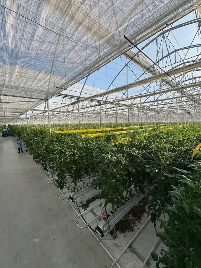 В тепличном комплексе «Экокультура Евразия» собран первый урожай томатов (4)