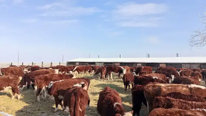 Аксуат: рост племенных хозяйств продолжается Павлодаре