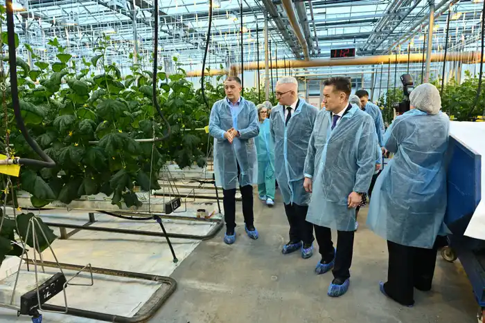 Делегация ВКО ознакомилась с работой крупнейшей теплицы в Барнауле (4)