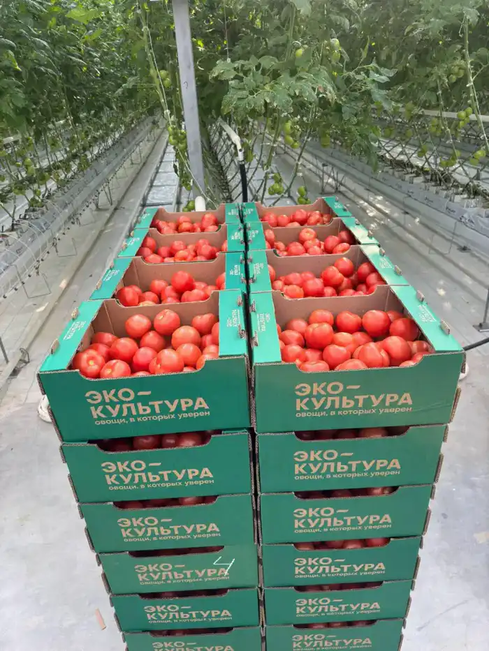 Первый урожай томатов тепличного комплекса Экокультура Евразия в Туркестанской области Павлодаре