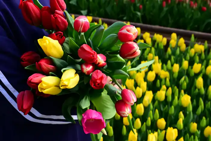 60 тысяч тюльпанов вырастила семья из Жетісу к 8 Марта (9)