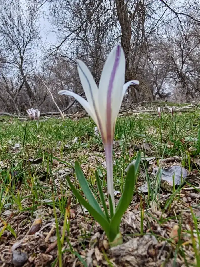 В ТУРКЕСТАНСКУЮ ОБЛАСТЬ ВЕРНУЛИСЬ ПТИЦЫ НАУРЫЗЕК И РАСЦВЕЛИ ПОДСНЕЖНИКИ (4)