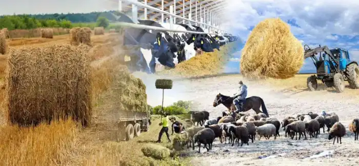 Количество сельхозкооперативов в Казахстане увеличилось до 4 465 за 5 лет Павлодаре