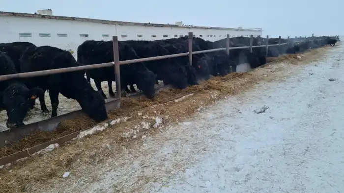 Укрепление позиций ТОО «ПЗ Балкашинский» может привести к повышению конкурентоспособности племенного животноводства в регионе Павлодаре