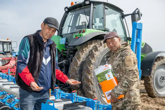 Раннеспелые сорта сахарной свеклы готовятся к сбору в Жетісу: 585 тысяч тонн на горизонте Павлодаре