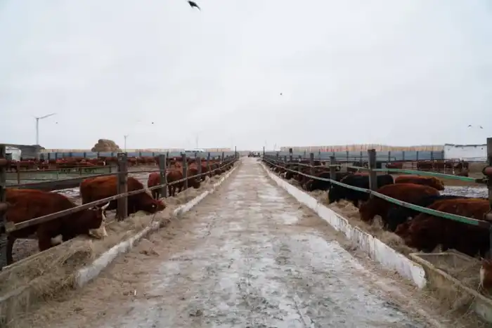 Импорт 4 300 голов КРС калмыцкой породы в Акмолинскую область для развития мясного кластера Павлодаре