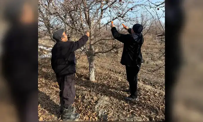 Жетісу: Учитель математики развивает семейный сад Павлодаре
